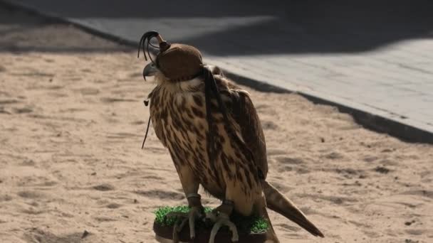 Falcon at Falcon Souq Doha — Stock Video