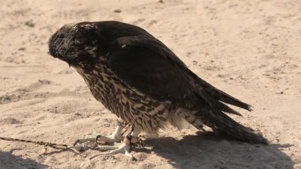 Falcon in the sun — Stock Video