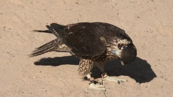 Falcon in the sand — Stock Video