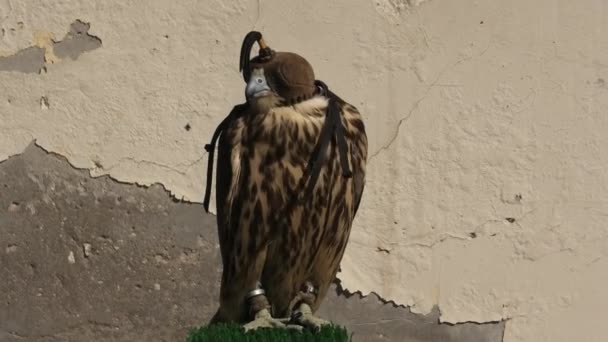 Falcon σε Ντόχα — Αρχείο Βίντεο