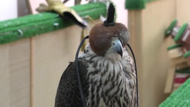 Falke bei falcon souq — Stockvideo
