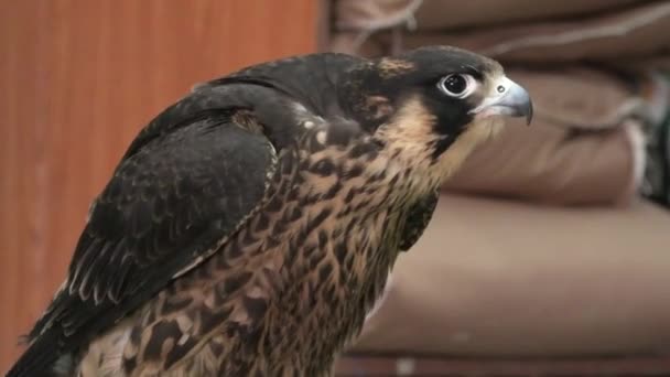 Falcon vue de côté — Video