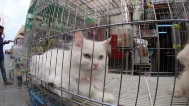 Kuş Souq kedi Dükkanı