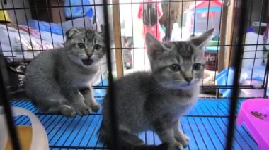 Souq içinde kedi yavruları