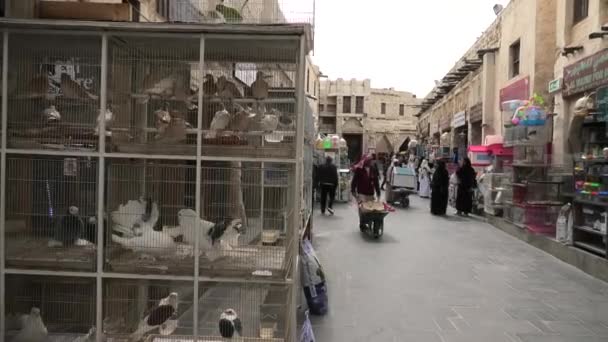 Fågelsökt Doha — Stockvideo