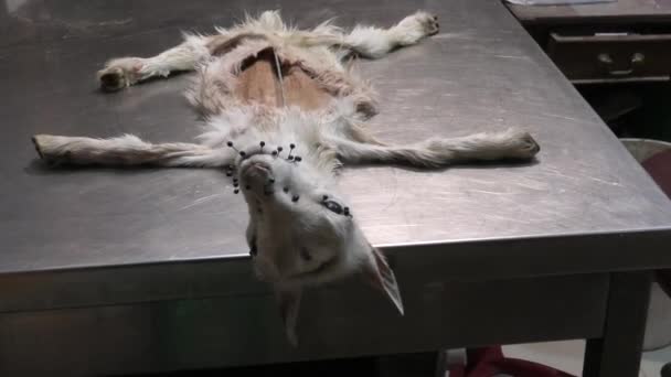 Kozí maso v laboratoři pro zvířecí balzamování — Stock video