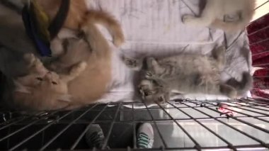 kafes oynarken üç yavru kedi