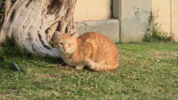 Yeşil çim kırmızı kedi — Stok video