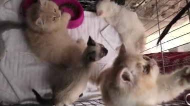 kafes oynarken üç yavru kedi
