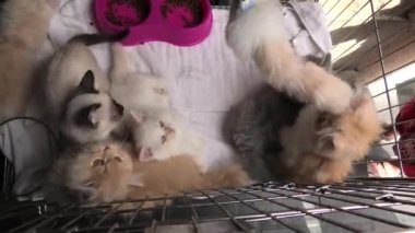 seyir ve oynarken kafeste beş yavru kedi