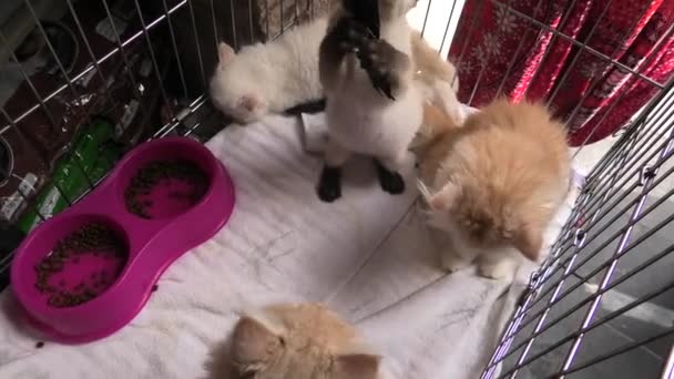 Турецкая Ангора и персидские кошки в зоомагазине — стоковое видео