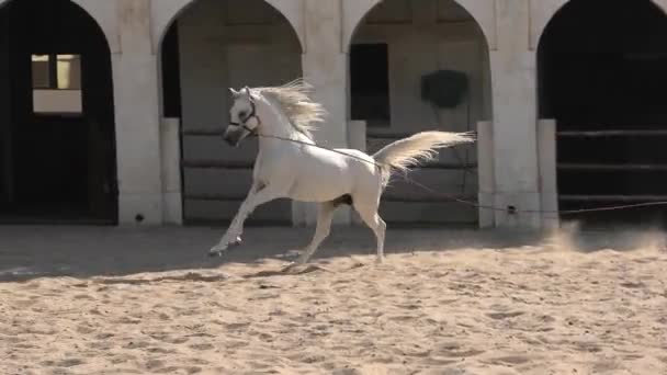 Arabische paard Doha — Stockvideo