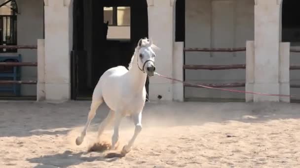 Arabský kůň běží Dauhá — Stock video