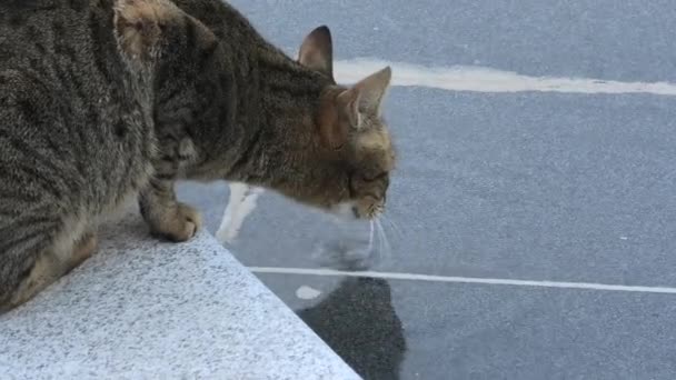 Cat drinking urban fountain — Stock Video