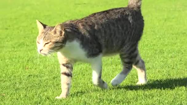 Тигровый кот в зеленой траве — стоковое видео