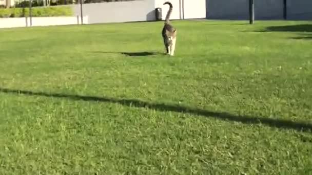 Gato tabby no fundo grama verde — Vídeo de Stock