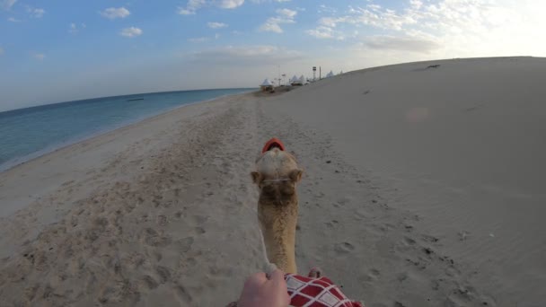 POV riding a camel — Stock Video