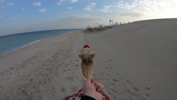 Hand POV riding a camel — Stock Video