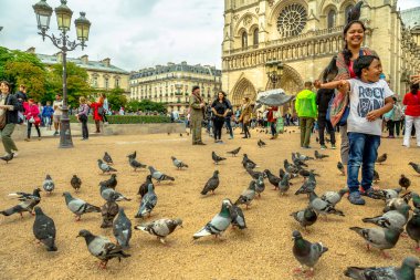 Notre Dame'da yeme güvercinler