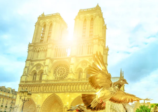 Notre Dame duif vlucht — Stockfoto