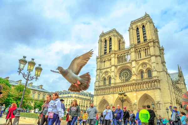 Duiven eten in Notre Dame — Stockfoto