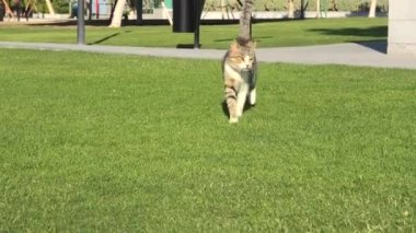 Yeşil çim tekir kedi