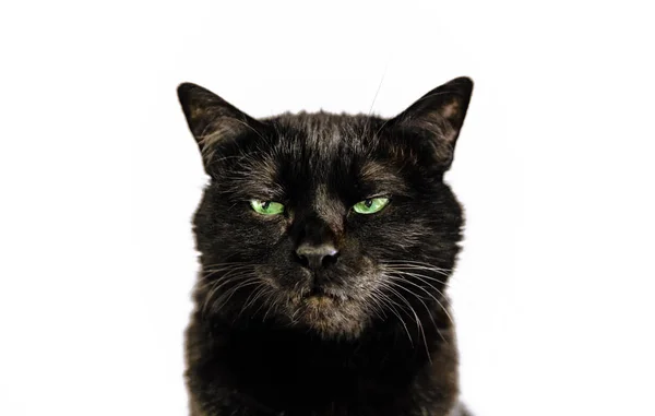 Black panther cat on white background — Stock Photo, Image