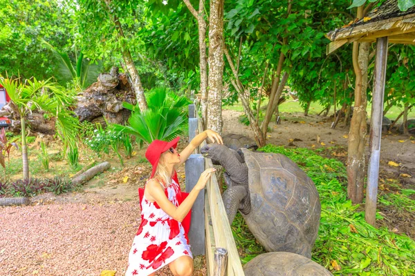 Mujer besando tortuga gigante — Foto de Stock