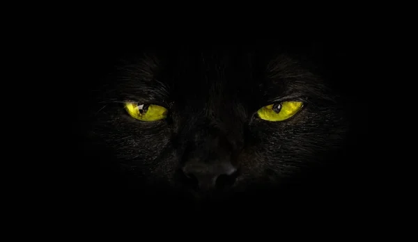 Cat yellow eyes — Stock Photo, Image