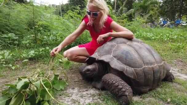 La Digue Giant Tortoise — Stock Video