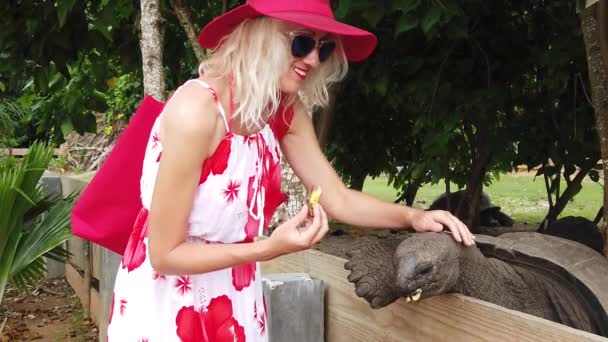 Mulher alimentando tartaruga gigante — Vídeo de Stock