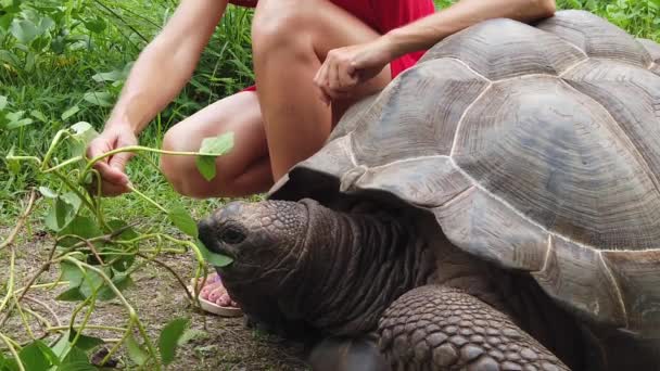 Mujer Seychelles Tortuga — Vídeo de stock