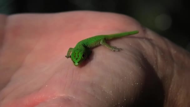 Gecko de dia gigante — Vídeo de Stock