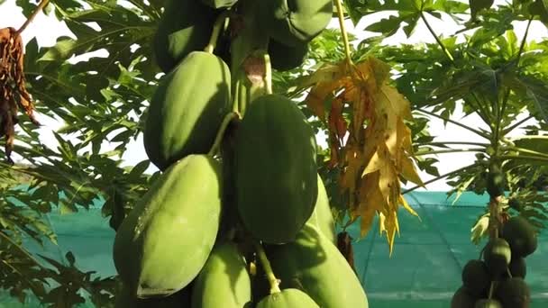 Plantación de frutos de coco — Vídeos de Stock