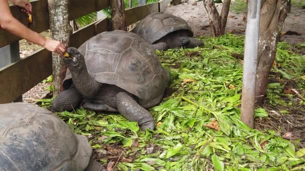 Women feeding giant tortoise — Stock Video