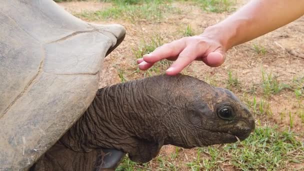 Mujer tocando tortuga gigante — Vídeos de Stock