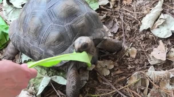 Рука кормит гигантскую черепаху — стоковое видео