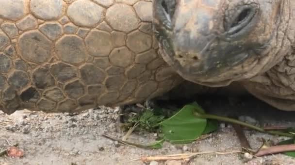 Крупный план гигантской черепахи — стоковое видео