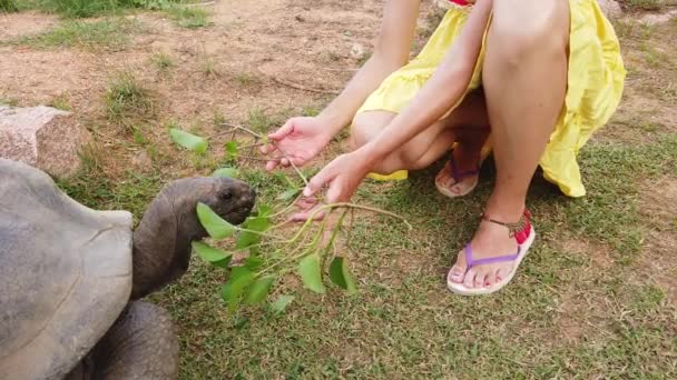 Femme Seychelles Tortue — Video