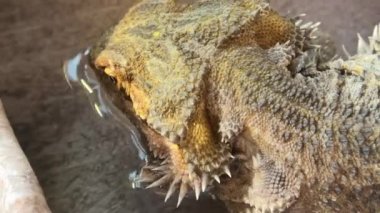 Pogona içme suyu