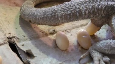 Pogona Vittisepsleri yumurtaları yerleştiriyor