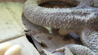 Pogona Vittisepsleri yumurtaları yerleştiriyor