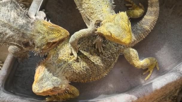 Bearded Dragon lizards in the water pool — Stock Video