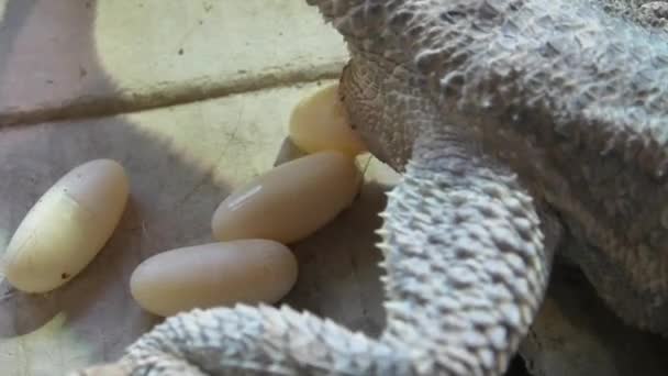 Bearded dragon deposing eggs — Stock Video