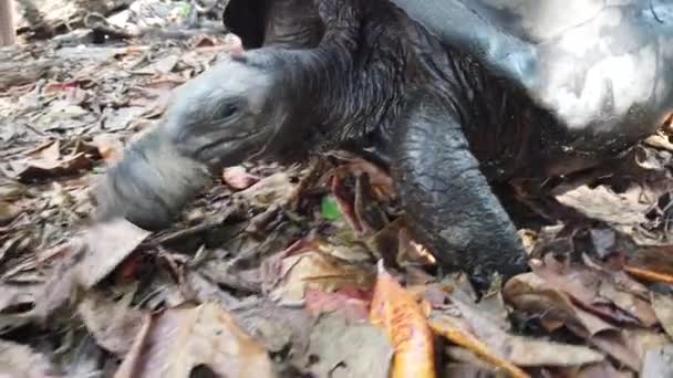 Tortuga gigante caminando — Vídeo de stock