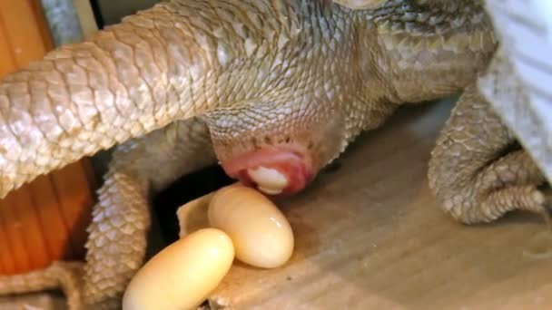 Pogona vitticeps depositando huevos — Vídeos de Stock