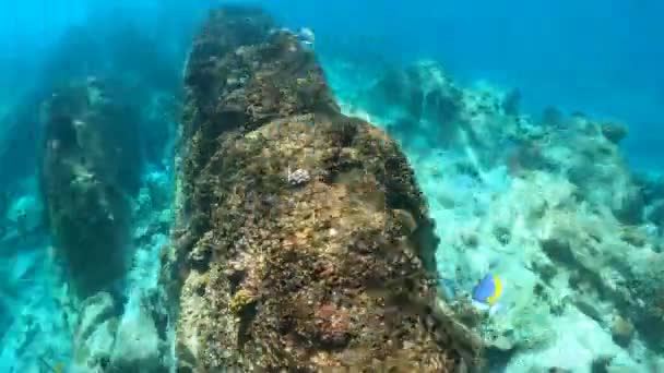 Duiken en snorkelen Seychellen — Stockvideo