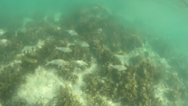 Anse Takamaka παραλία Σεϋχέλλες ψάρια — Αρχείο Βίντεο