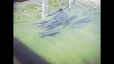 Miami Beach smalltooth Sawfish