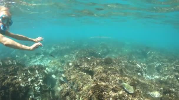 Snorkeling felicite Island — Vídeo de stock